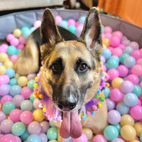 Akilah the German Shepherd Dog with in a pool filled with pastel colored balls.